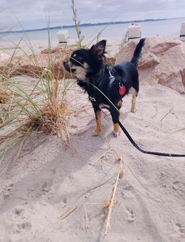 Chihuahua Hündin - Vechta
