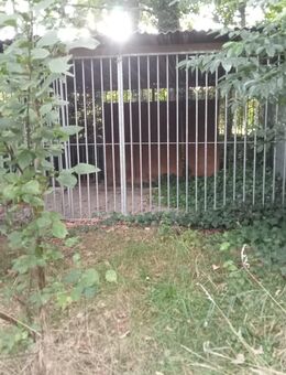 Hundezwinger mit Auslauf - Wittmund