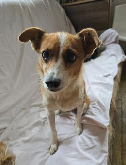 HEIDI - verschmuste, liebe Hündin - Kallmünz