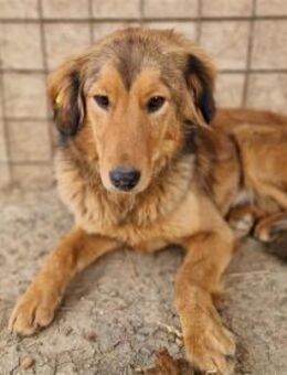 Cleo Pflegestelle oder Zuhause gesucht - Oberwies