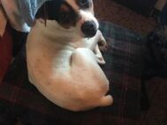 Jacky sucht Altersruhesitz - Berlin