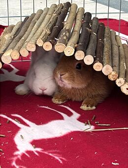 Zwergkaninchen Männlich Kastriert - Burgheim