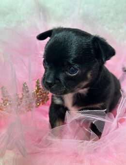 Chihuahua Mädels suchen ihr Zuhause - Knittlingen