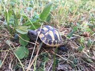 Schildkröten, Maurische und Griechen - Tönning Zentrum
