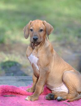 Zauberhaftes Rhodesian Ridgeback Mädchen (*04.09.2025) - clever, aufgeweckt, menschenbezogen - Beggerow
