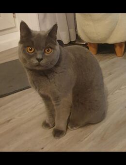 Wunderschöne BKH-Katze sucht neues Zuhause - Bonn Hardtberg