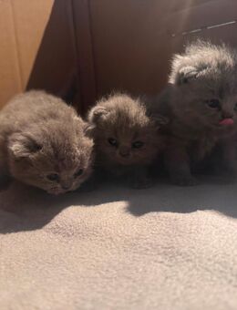 Bkh kitten - Hohenmölsen