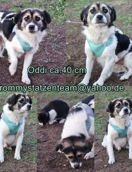 Oddi wird sicher ein gelehriger Schüler - Schafflund