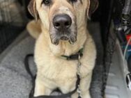 Riesen-Baby-Kangal♥Ares♥ 99718 Greussen - Hamburg