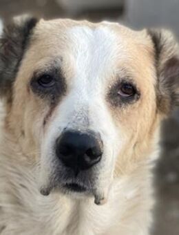 Jorma, geb. ca. 03/2016, Griechenland - Euskirchen