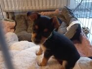 Mini jorkshire terrier und russkiy toy Terrier mischlings welpen - Duisburg