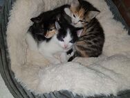 Kitten suchen neues Zuhause - Hingstheide