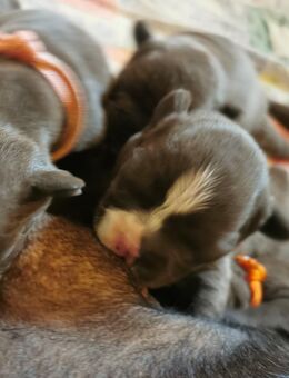 Wundervolle blaue französische Bulldogge Mädels - Einhausen (Thüringen)