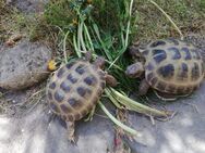 0,1 Vierzehenschildkröte aus 2019 - Rathenow