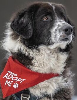 Harry - ein treuer Prachtkerl - Elsdorf (Nordrhein-Westfalen)