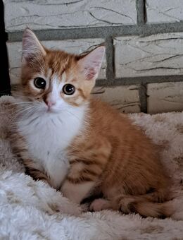 3 Coonie-Mix Kitten suchen noch ihre Dosenöffner - Sankt Michaelisdonn