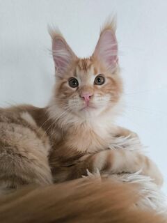 Maine Coon Kätzchen mit Stammbaum