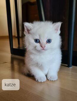 Bkh lusi junge Katze - Berlin