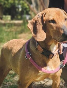 Kimba - Traumhündin sucht ein Zuhause - Würzburg