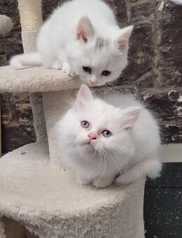 Heilige birma mix - Reutlingen