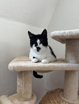 Blinde Bonita aus dem Tierschutz - Grevenbroich