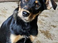 RM 70 ist ein kleiner Held 🐾 - Elsdorf (Nordrhein-Westfalen)