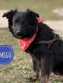 Amigo ein Freund fürs Leben - Flörsheim-Dalsheim