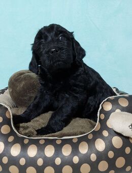 Goldendoodle - Golden Doodle Welpen - Golden Retriever x Königspudel wie Labradoodle - Lützelbach