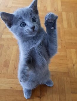 Russisch blau kitten - Hünstetten