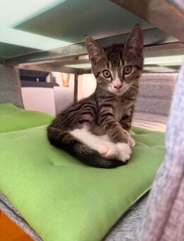 Russisch Blau EKH Mix Kater - Mülheim (Ruhr)