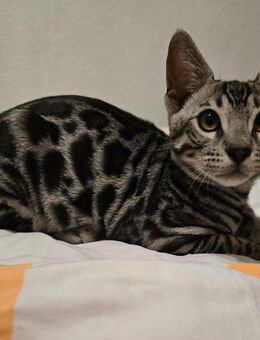 Bengalische Silber Kitten - Bremen