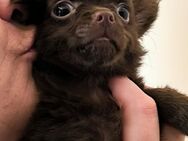 Kleiner Chihuahua Welpe lang Haar, reinrassig, Schoko. - Hannover Mitte