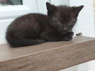 Kätzchen // Kitten // Hofkatze - Fichtenau