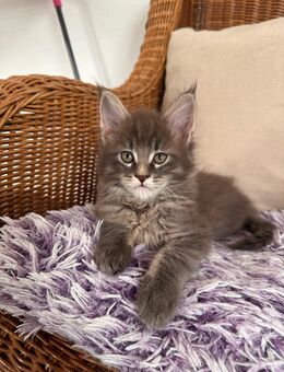 Maine Coon Kitten - Weyhe