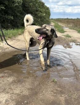 Aron freundlicher Kangal - Burg Reesen