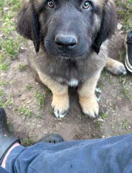 Welpen, Hund, Hündin, Rüden, germanischer Bärenhund - Peenehagen