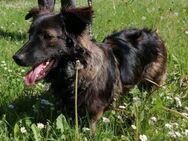 ❤️🥰 Morris sucht seine Herzensfamilie ❤ - Stuttgart