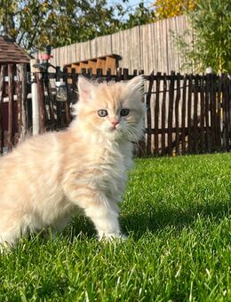 BLH Kitten in seltenen Farben - Brandenburg (Havel)