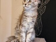 Kitten Maine Coons - Moers