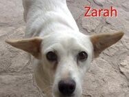 ZARAH ❤ sucht Zuhause oder Pflegestelle - Langenhagen