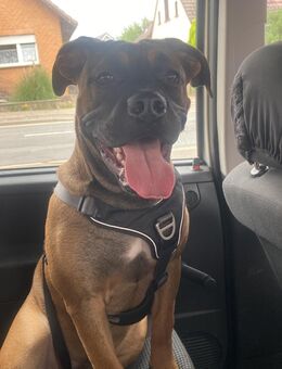 Bulldogge Boxer Mix - Neuss