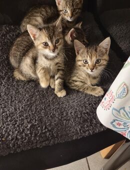 4 Baby Kitten abzugeben - Hambuch