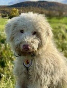 Flauschbär Fussel - München