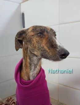 Nathaniel- liebevoller Galgo 07/21 ESP - Ruppertsecken