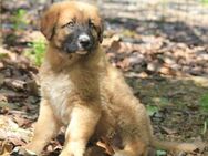 Kleiner Tyrion sucht großes Herz - Grevenbroich