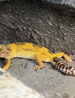 2 Leopardgecko Mädchen (Tremper) suchen neues Heim - Braunschweig