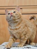 2 Katerchen 3 Monate alt in 97346