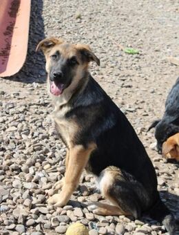 Traumhündin LULA sucht dich - Celle