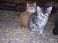 4 kitten ab den 15.12 abgabe - Welzow Zentrum