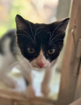 Tommy möchte glücklich werden - Celle